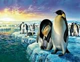 Adrian Chesterman Penguins 1000+pc Jigsaw Puzzle