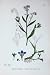 Botany Plants C1902 Tufte Water Forget-Me-Not Flowers
