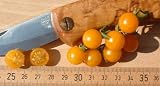 Eigenschaften fesaja-versand  / Tomatensorte => Johannisbeertomate, gelb (Samen)
