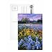 Irises, Willow and Fir Tree, 1993 (oil on canvas) by Timothy Easton - Postcard (Pack of 8) - 6x4 inch - Art247 Highest Quality - Standard Size - Pack Of 8