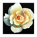 Sophia 1026 Original Hand-Painted Oil on Canvas by Carl Sebastian - 32x32"