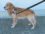 Eigenschaften SirvanasZoo  / SUPER: TOP WALK FÜR HUNDE - GESCHIRR + HUNDELEINE *NEU