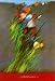 Floral Insight by Gary Collins Art Print Poster 25 x 37 Image
