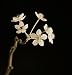 Twig of Tiny Blossoms from Hawthorn Tree by Tom Marks - 48