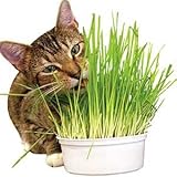Cat Oat Kit