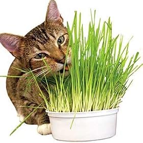 CAT OAT KIT by Get Organized