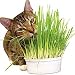 CAT OAT KIT