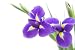 Beautiful Dark Purple Iris Flower Isolated on White Background; - 24