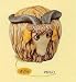 Harmony Kingdom Pot Belly - Willie-Goat