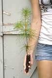 White Pine Tree - LIVE - 8 to 12+ inch