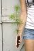 White Pine Tree - Pinus strobus - 3 to 6+ inch