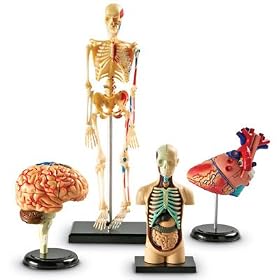 Anatomy Models Bundle Set by Learning Resources