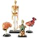 Learning Resources LER3338 Anatomy Models Bundle Set Image
