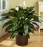 Plants - Plants by 1800Flowers - Spathiphyllum Floor Plant