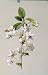 Cherry Plant Antique Print Wild Flower Color C1883 Art