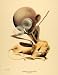 1930 Print Gandhi Tail Salter Lion Paulo Garretto Art - Original Color Print