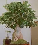 Amazon / Hirts: Seed; Trees & Shrubs: Desert Rose 10 Seeds - Adenium obesum