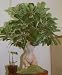 Desert Rose 10 Seeds - Adenium obesum