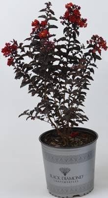 3 Gallon - Red - Black Diamond Crape Myrtle
