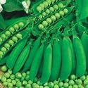 PEA - PETIT POIS - Waverex - 200 seeds