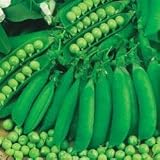 PEA - PETIT POIS - Waverex - 200 seeds