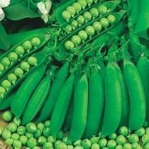 PEA - PETIT POIS - Waverex - 200 seeds