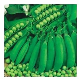 PEA - PETIT POIS - Waverex - 200 seeds