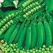 PEA - PETIT POIS - Waverex - 200 seeds