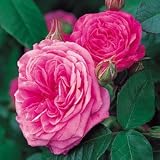 Gertrude Jekyll (ausbord ) Deep Pink Bare Root Rose-old Rose Hybrid From David Austin Roses