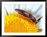 A Click Beetle, Melanotus Species, Feeding on a Daisy Framed Art Poster Print by George Grall, 49x39