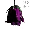 sleep(��������B)(DVD�t)