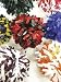 Cheer Pom Pons