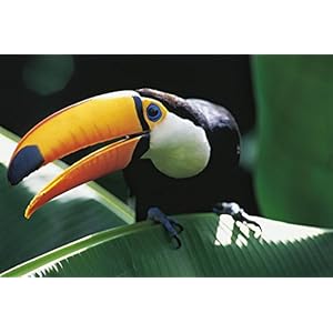 Amazonia [Blu-ray 3D + Blu-ray] [Blu-ray 3D]