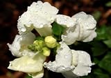 White Snapdragons, Wholesale box of 150 flowers