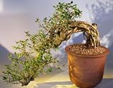 Bonsai Boy's Fukien Tea Cascade Bonsai Tree<br><i>(carmona)</i>