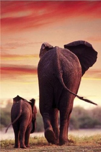 1art1 38567 Elefanten - Coming Home Poster 91 x 61 cm