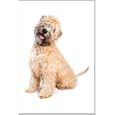 Soft Coated Wheaten Terrier Dog Magnet