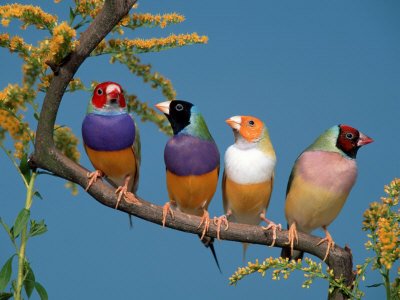 Four Gouldian Finches Photographic Poster Print by Petra Wegner, 12x16