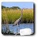 Wild animals - Blue Heron - Mouse Pads