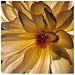 All Ablaze Art Poster Print by Helvio Faria, 25x25 Image