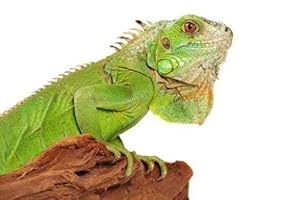 Iguana - Peel and Stick Wall Decal by Wallmonkeys