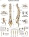 Search : Spinal Column Chart - Anatomy and Pathology