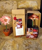 Pink Daisy Boxed Topiary Flower Pen