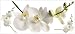 RoomMates RMK1315GM White Orchid Peel and Stick Wall Appliques