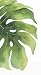 Design Design Oasis Flower Leaf Guest Towel/buffet Napkin, 15-Count Packages (Pack of 3)