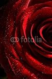 IMAGE OF Wallmonkeys Peel and Stick Wall Decals - Red Rose with Water Drops Close up - 48