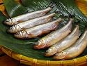 北海道鵡川産 四年物柳葉魚