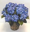 DOUBLE Potted Hydrangea Bush (blue)