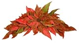 Good Tidings 8397308 Red Giant Poinsettia Swag