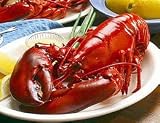 2 Live Maine Lobsters (2 included) - Live Maine Lobster 2 lbs